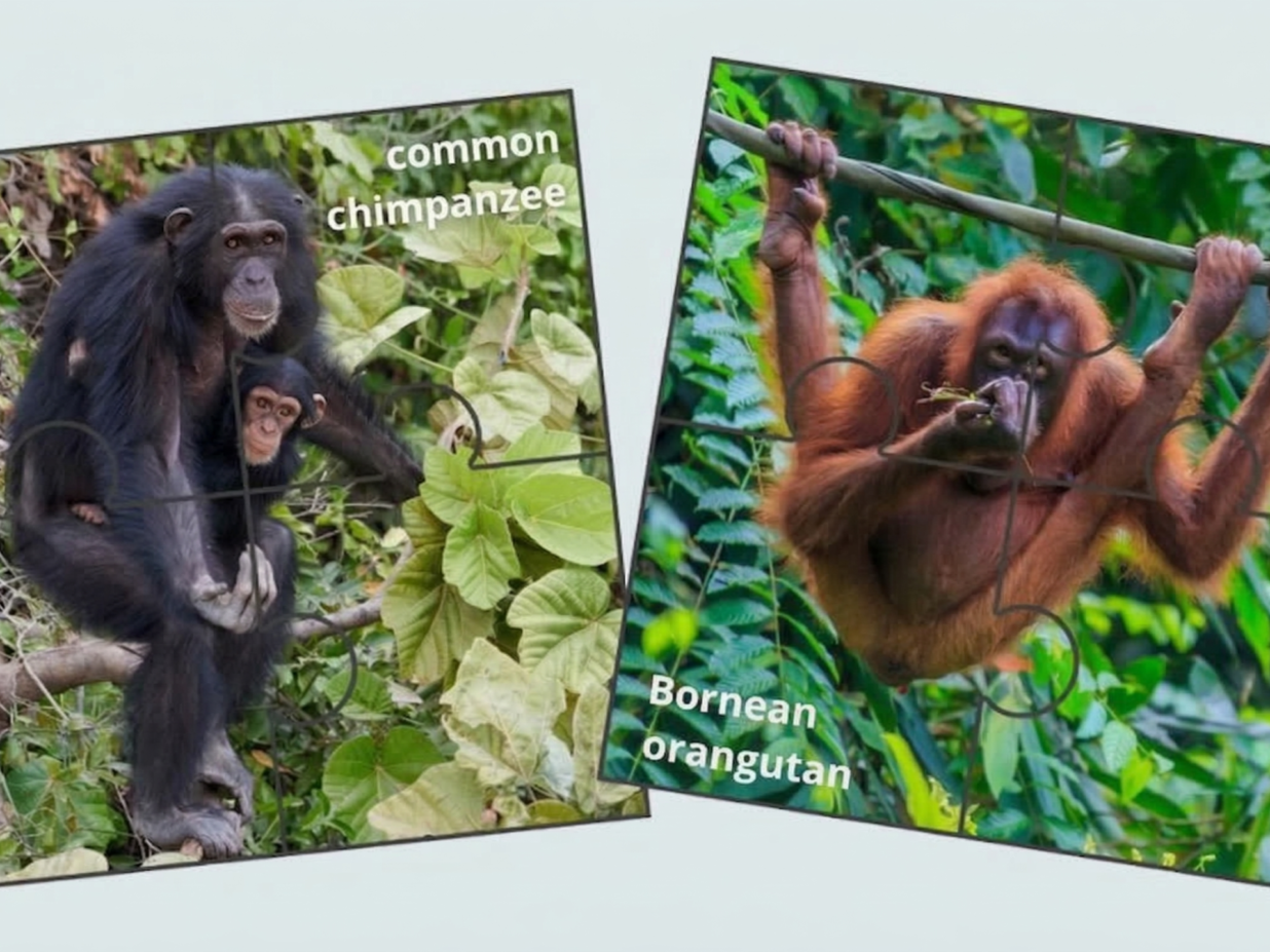 Old World monkeys — puzzle