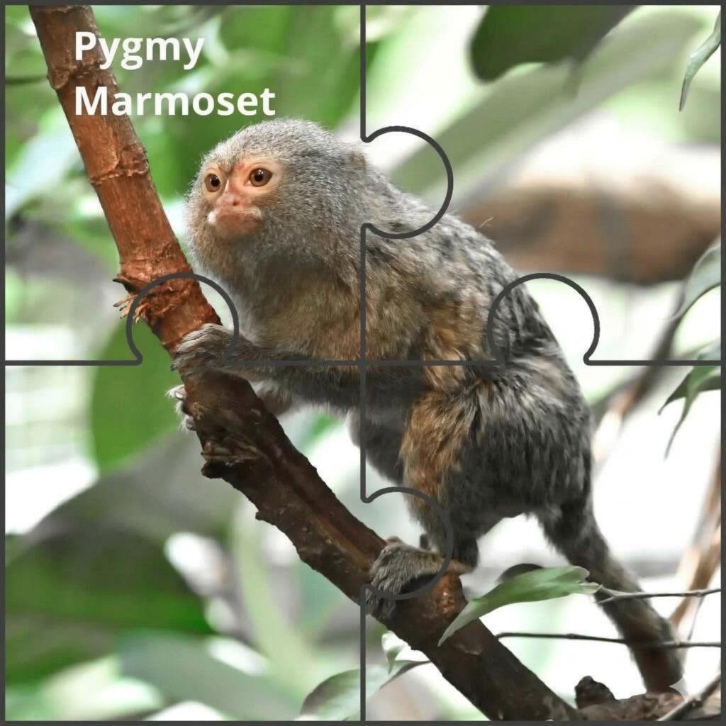 pygmy marmoset Pygmy Marmoset