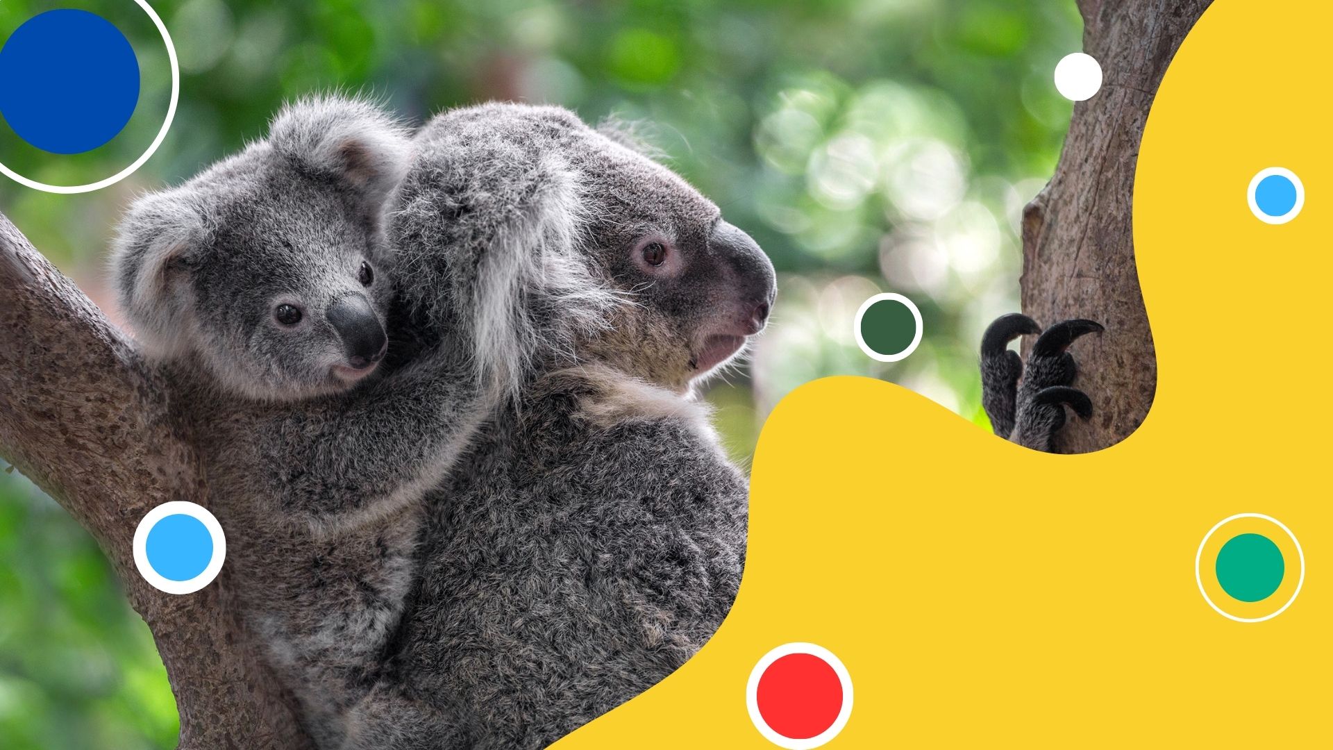 koala koala mama i koala dziecko siedzą na gałęzi, małe się tuli do mamy